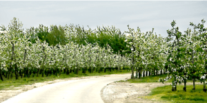 Haspengouw by stijn.linearecta.be