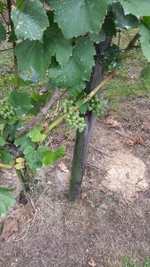 Hoenshof vines 2