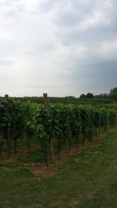 Hoenshof vines 3