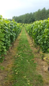 Hoenshof vines 5