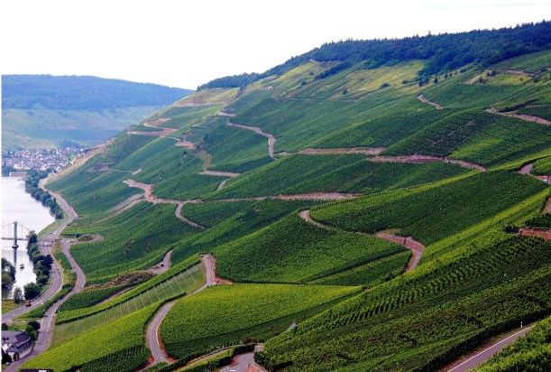 mosel-vineyards
