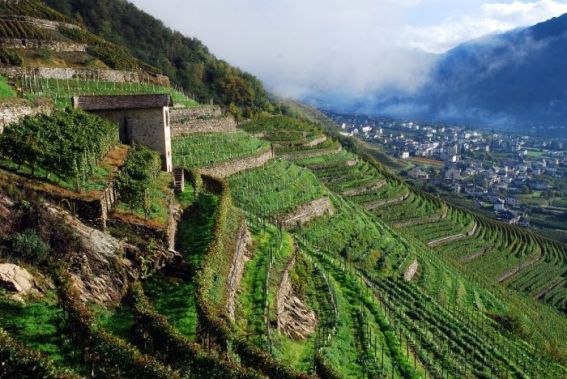 Valtellina vineyards by Gambero Rosso